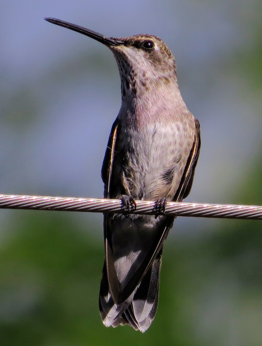 Black-chinned Hummingbird - ML362689081