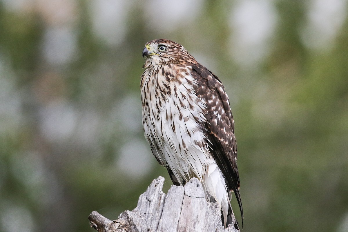 Cooper's Hawk - Ethan Denton