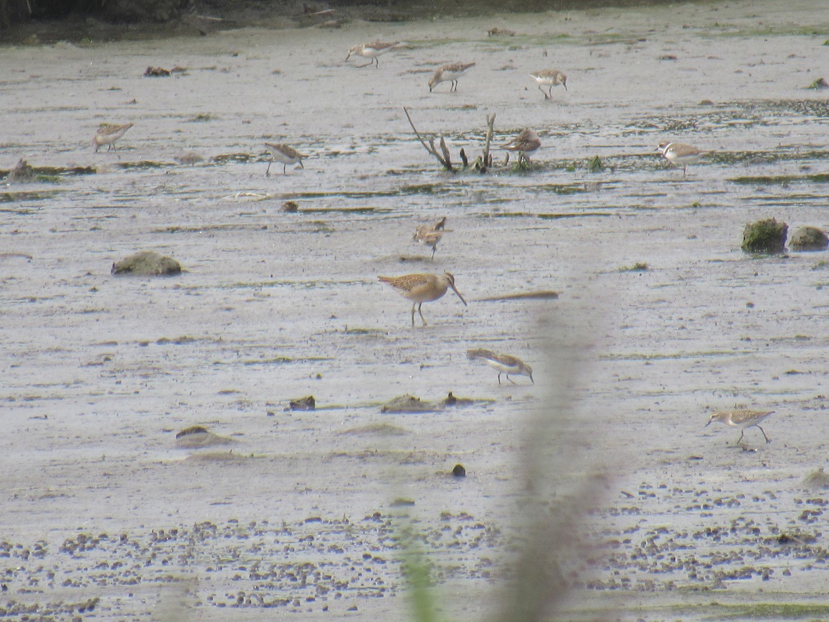 Short-billed Dowitcher - ML362689311