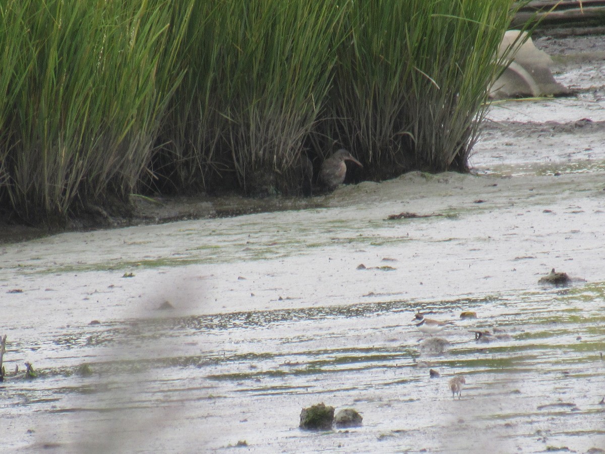 Clapper Rail - ML362689361