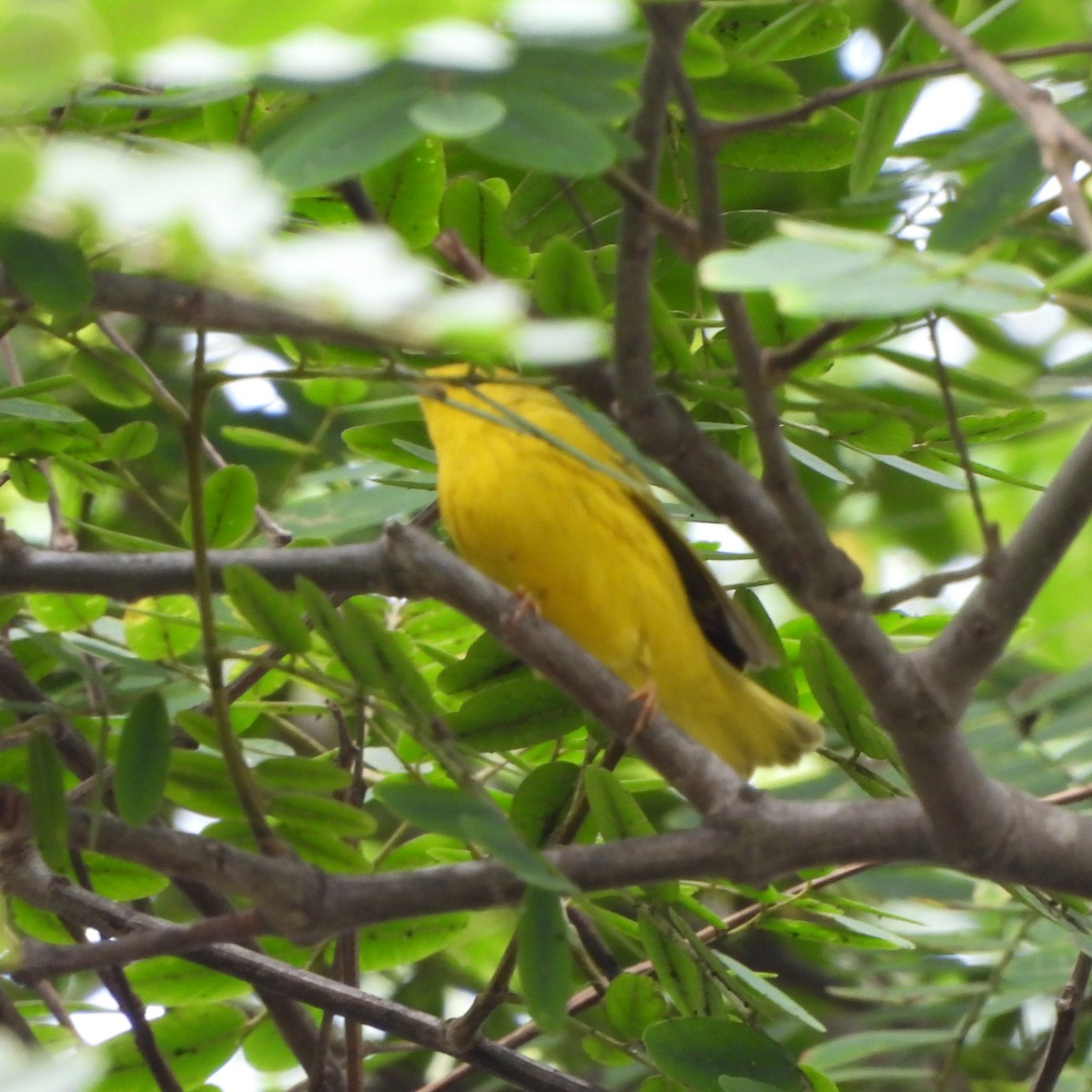 Yellow Warbler (Northern) - ML362689821