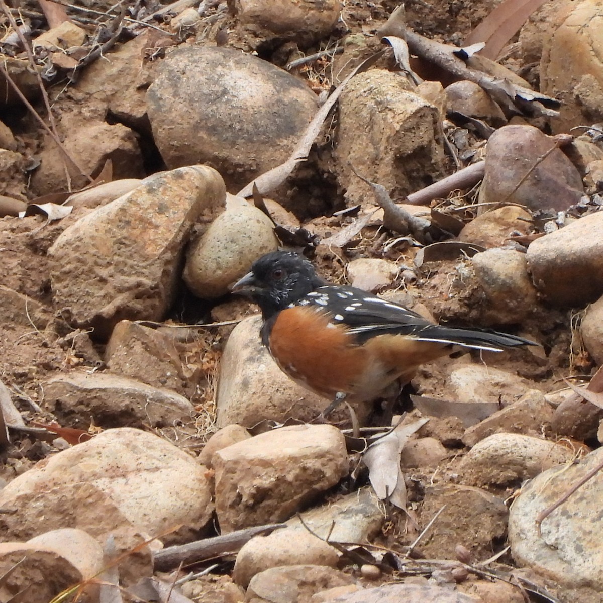 Spotted Towhee - ML362689841