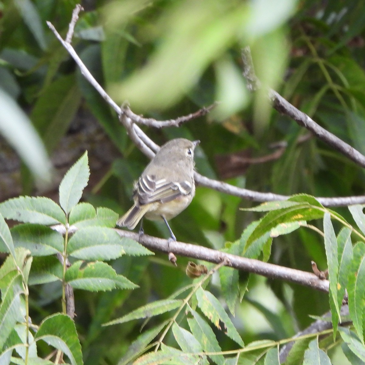 Hutton's Vireo - ML362689881