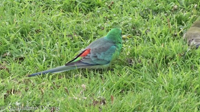 Perico Dorsirrojo - ML362691101