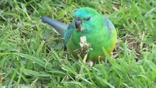 Perico Dorsirrojo - ML362691171