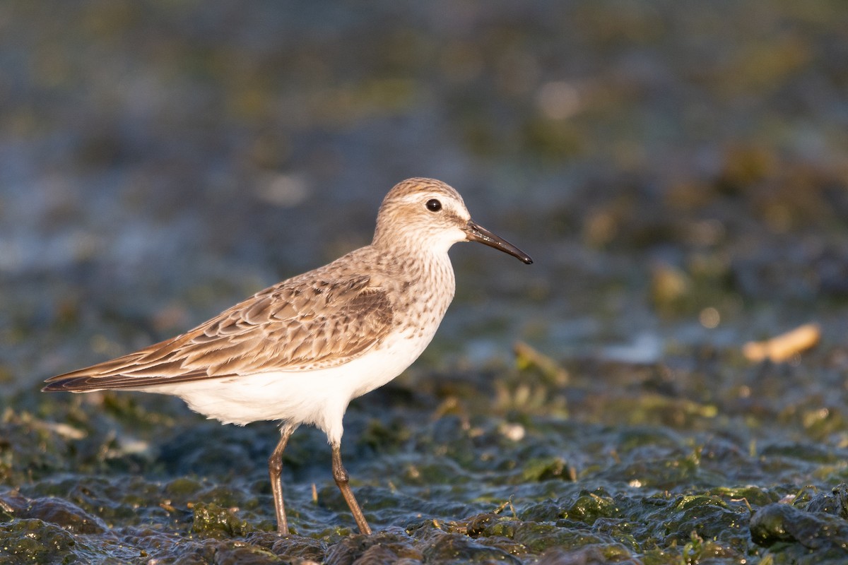 jespák tundrový - ML362691251