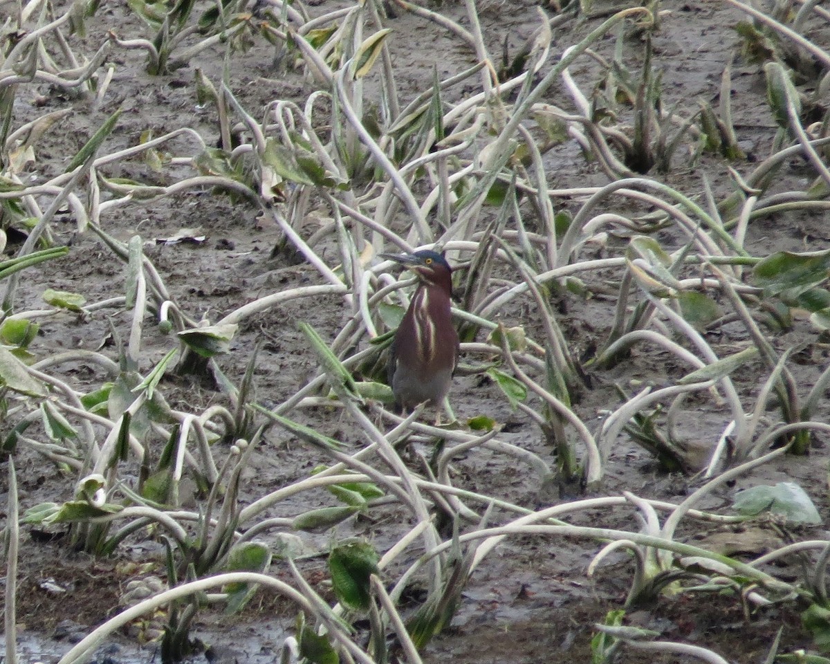 Green Heron - ML36269161