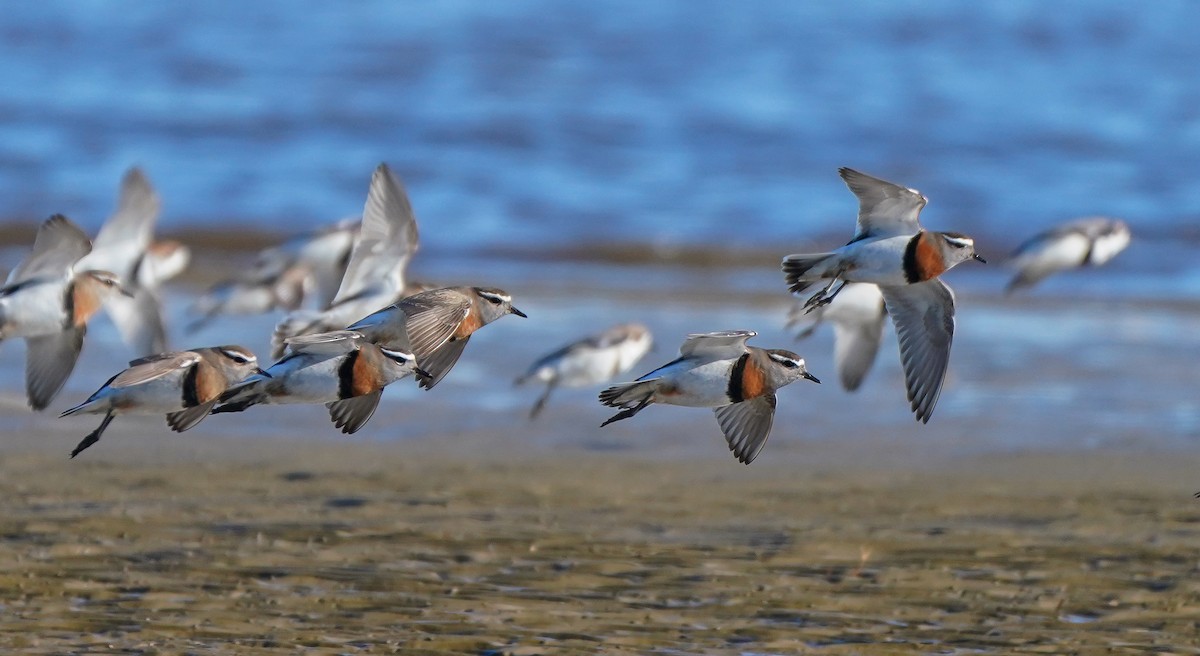 Rufous-chested Dotterel - Luis Piñeyrua