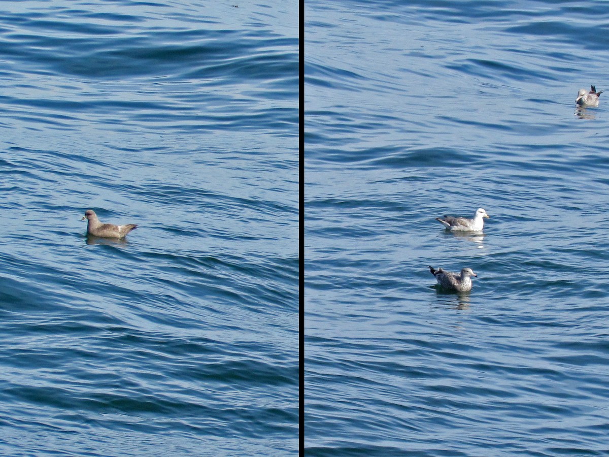 Northern Fulmar - Randy Dzenkiw