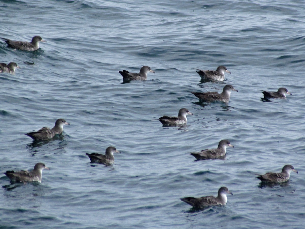 Pink-footed Shearwater - ML362694991