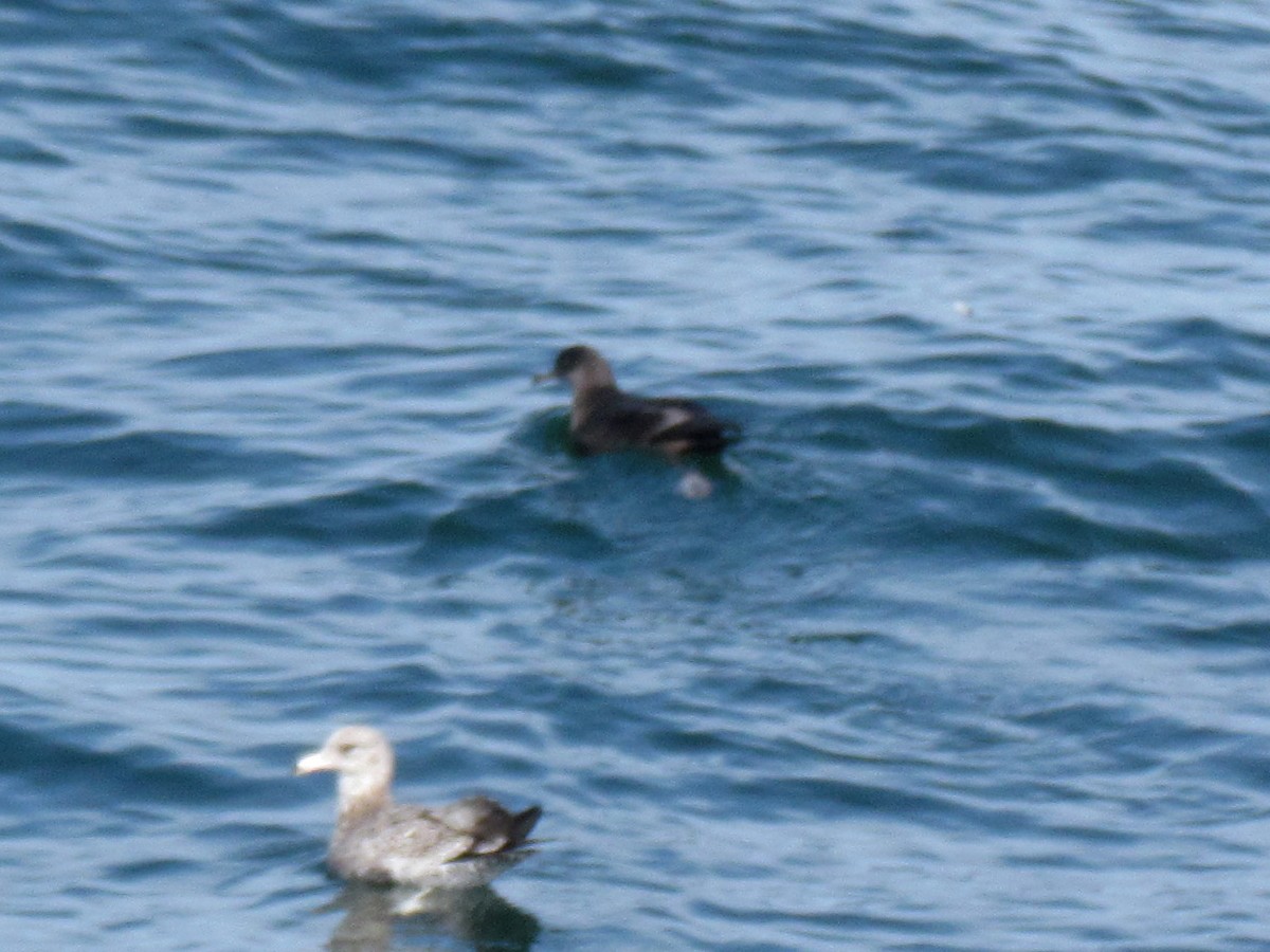 Puffin à bec grêle - ML362695081