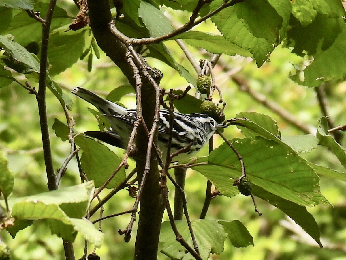 Black-and-white Warbler - Jeanne Tucker