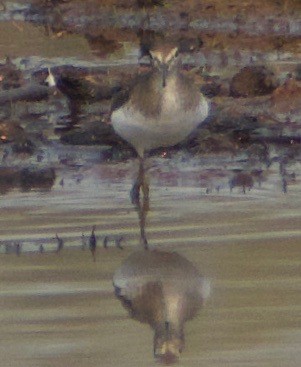 Solitary Sandpiper - ML362696591