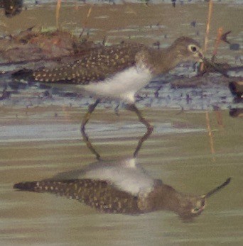 Solitary Sandpiper - ML362696601