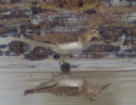 Solitary Sandpiper - ML362696611