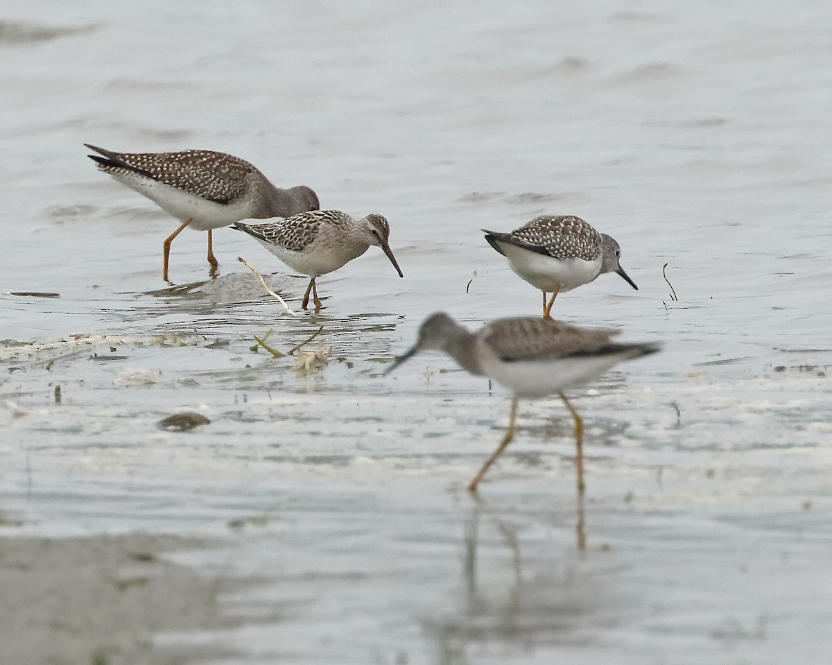 Stilt Sandpiper - ML362697041