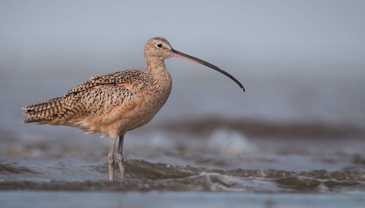 Long-billed Curlew - Ian Davies