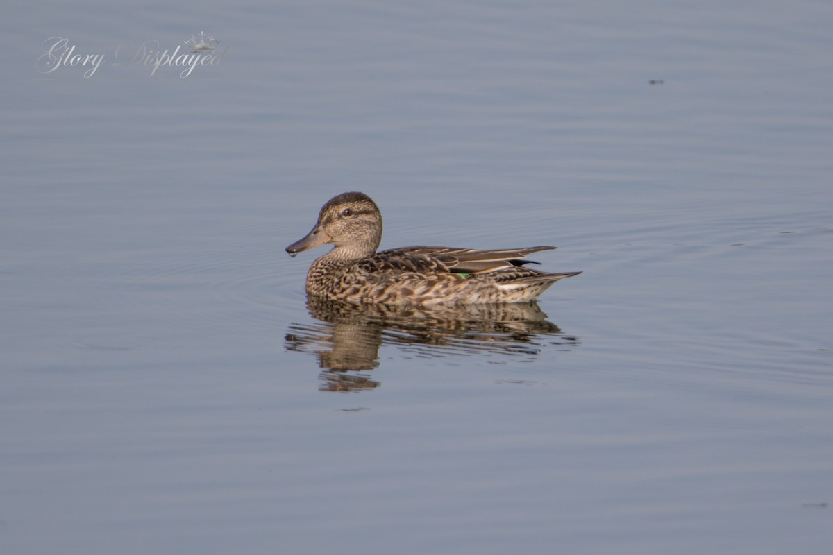 Green-winged Teal - ML362697481