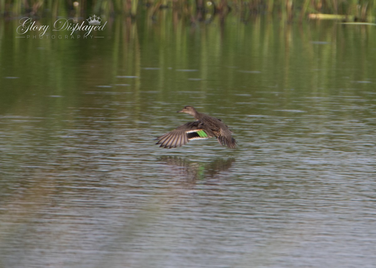 Green-winged Teal - ML362697491