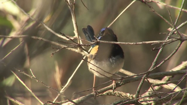 fairywren sp. - ML362697541