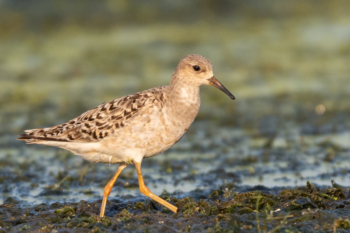 jespák bojovný - ML362697731