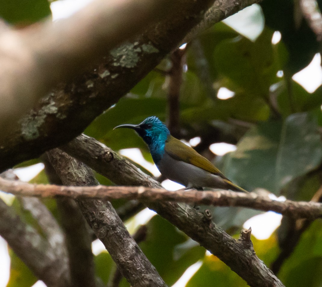 Bannerman's Sunbird - ML362697801