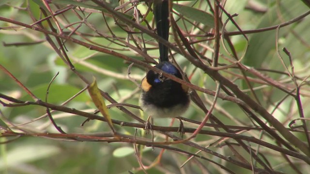 fairywren sp. - ML362698371