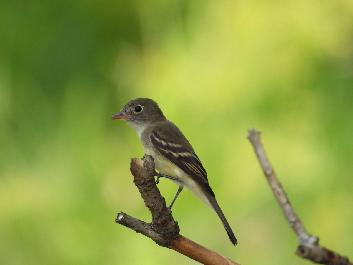 Least Flycatcher - ML362698771