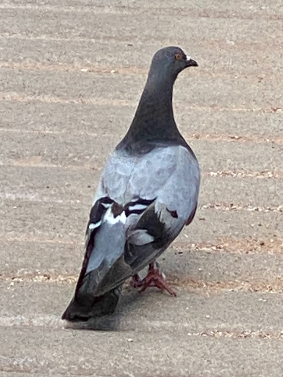 Rock Pigeon (Feral Pigeon) - ML362698911