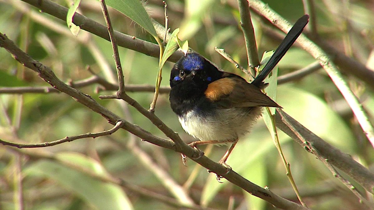 fairywren sp. - Greg Nye