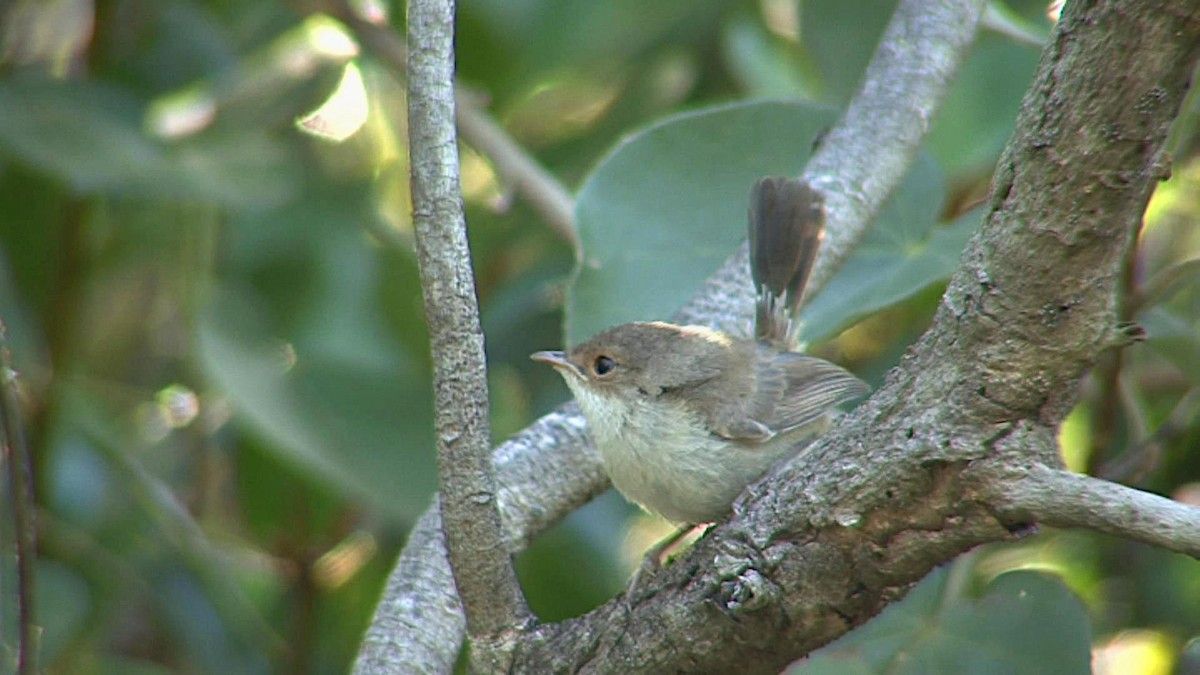 fairywren sp. - ML362701041