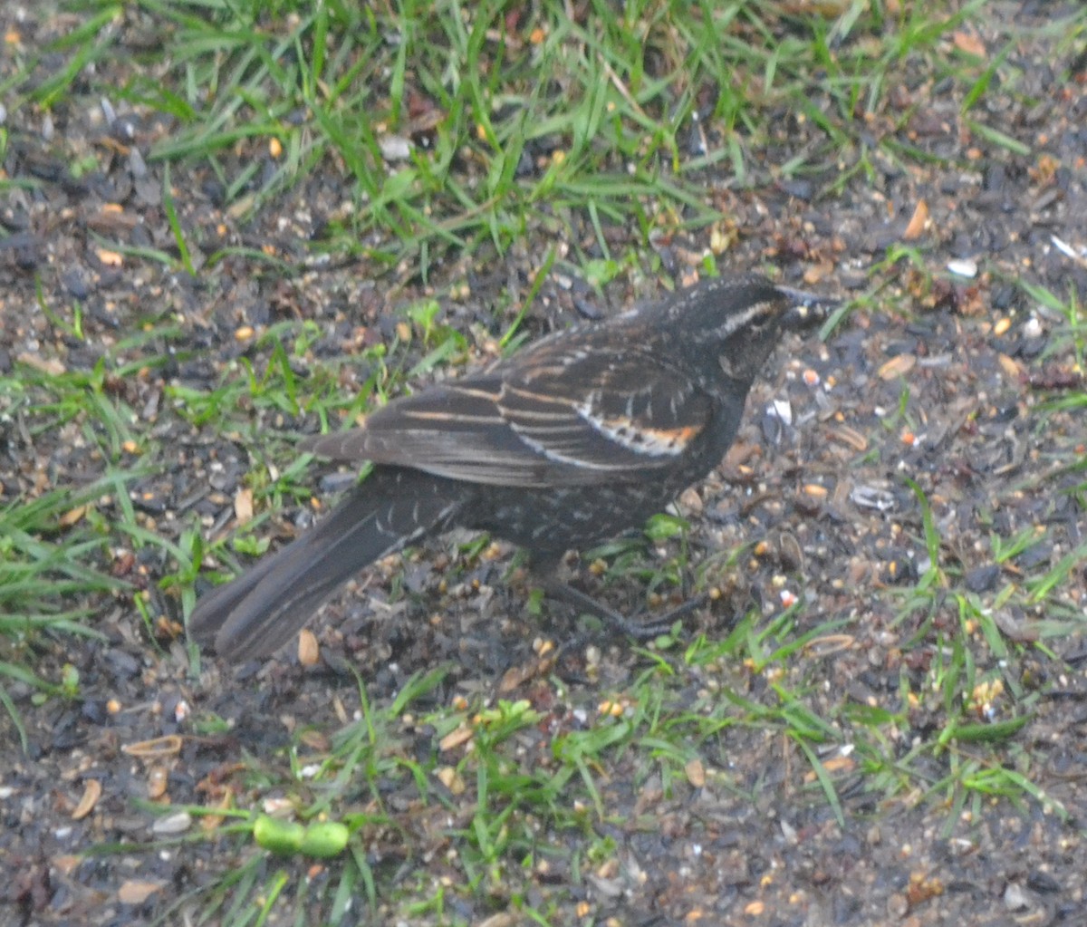 Red-winged Blackbird - John Kropp