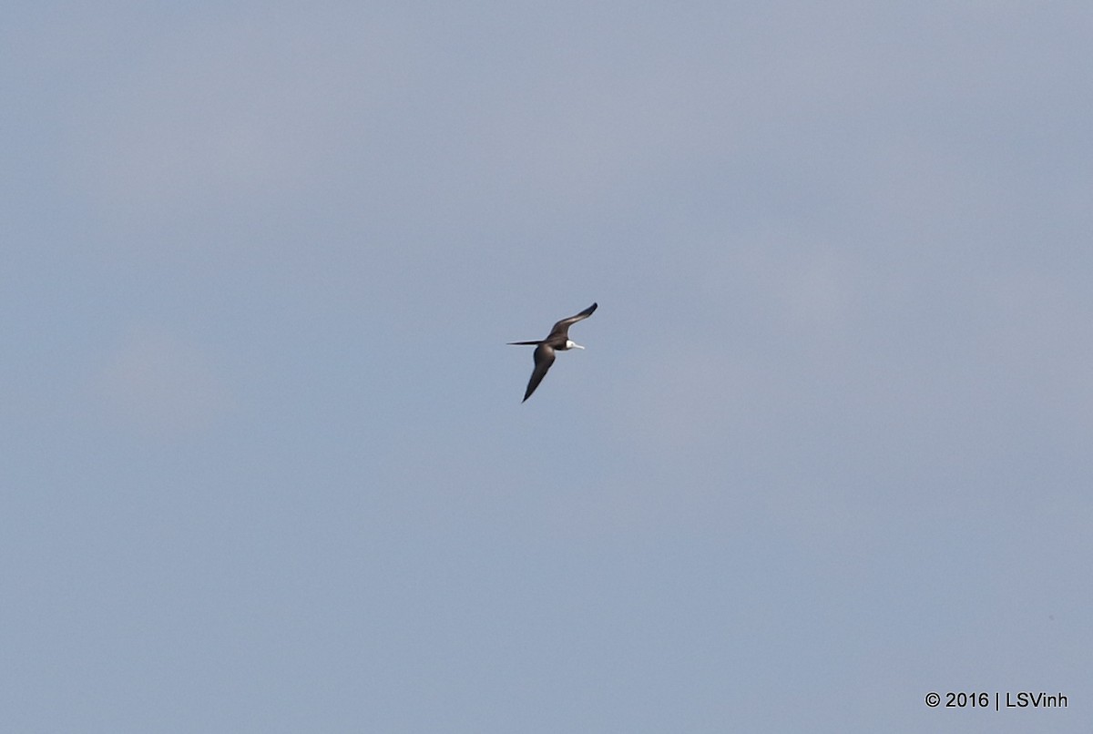 Magnificent Frigatebird - ML36270231