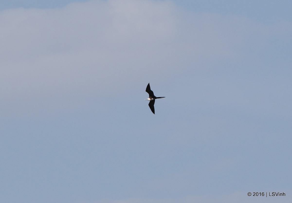 Magnificent Frigatebird - ML36270241