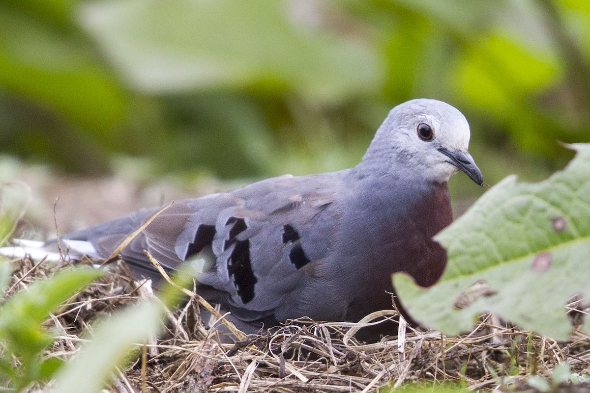 Maroon-chested Ground Dove - ML362702911