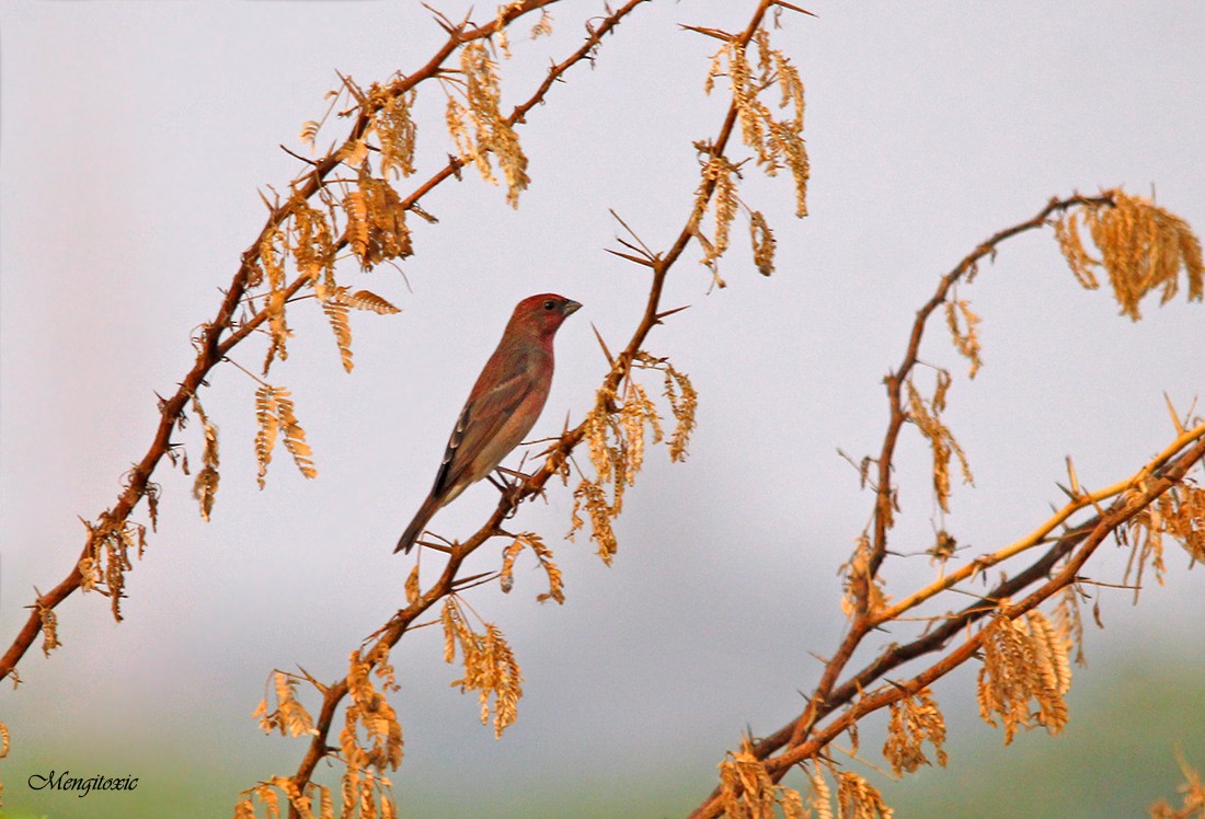 Common Rosefinch - Bhavesh Mengar