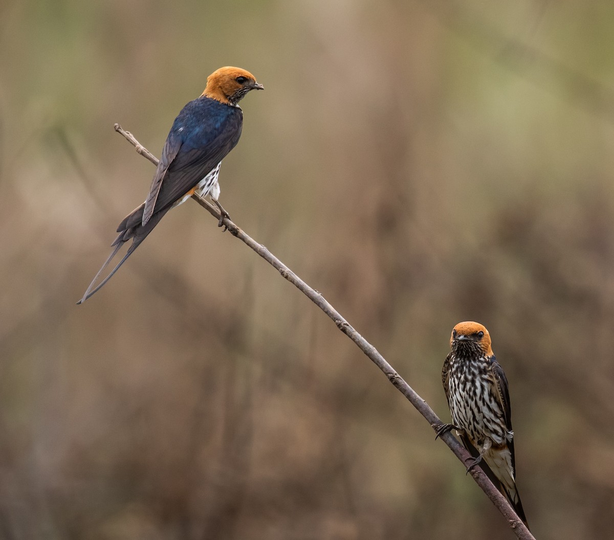 Lesser Striped Swallow - Ron Hoff Dollyann Myers