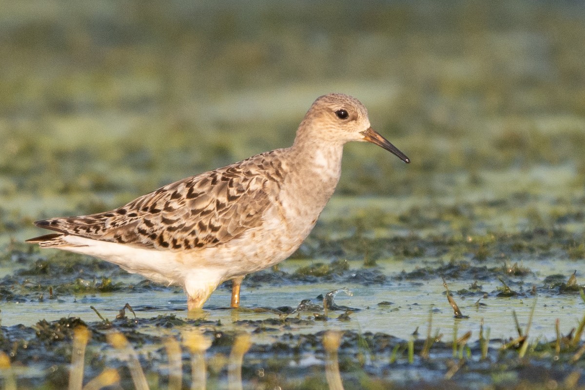 jespák bojovný - ML362704271