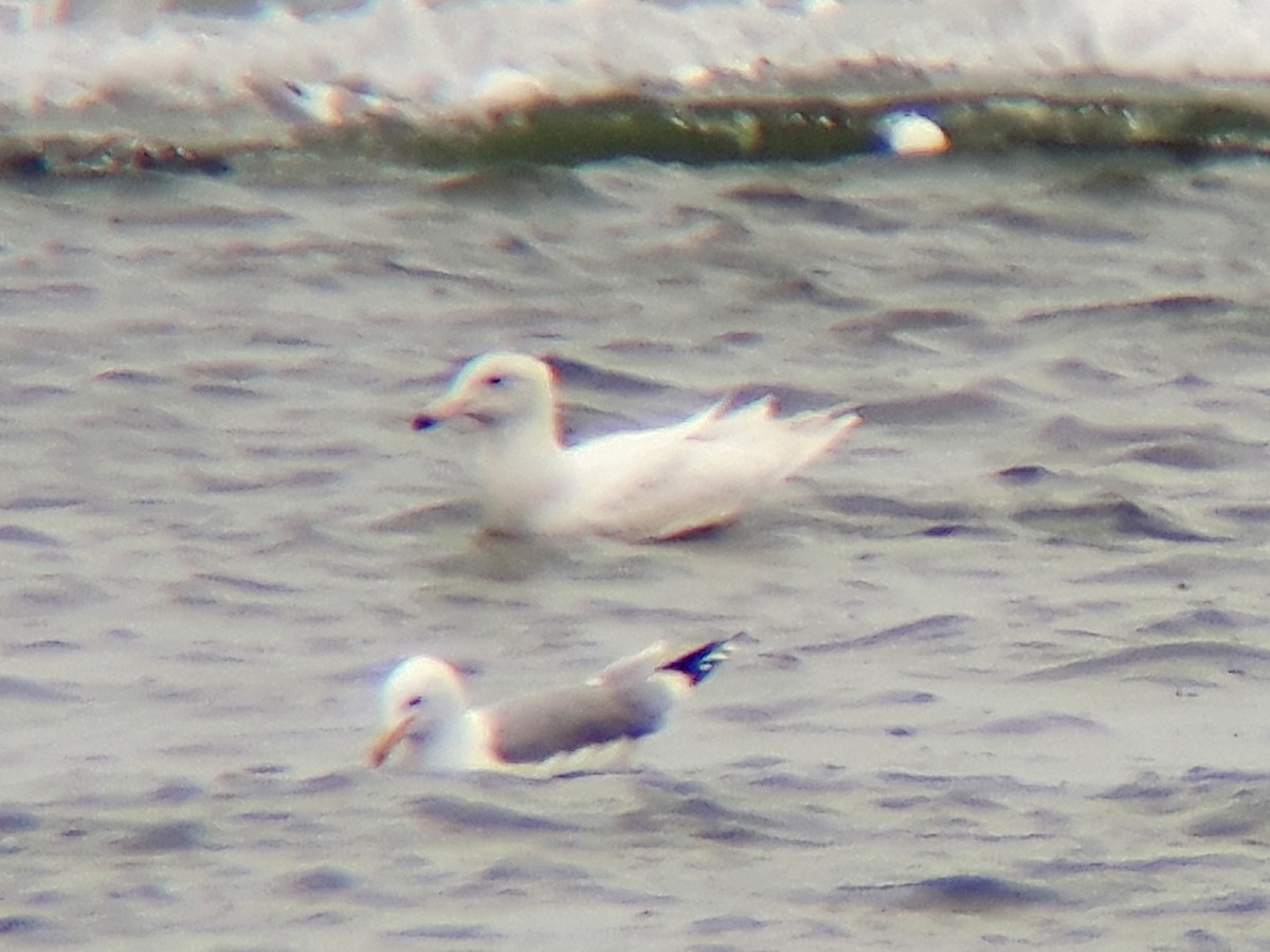 Glaucous Gull - ML362704871