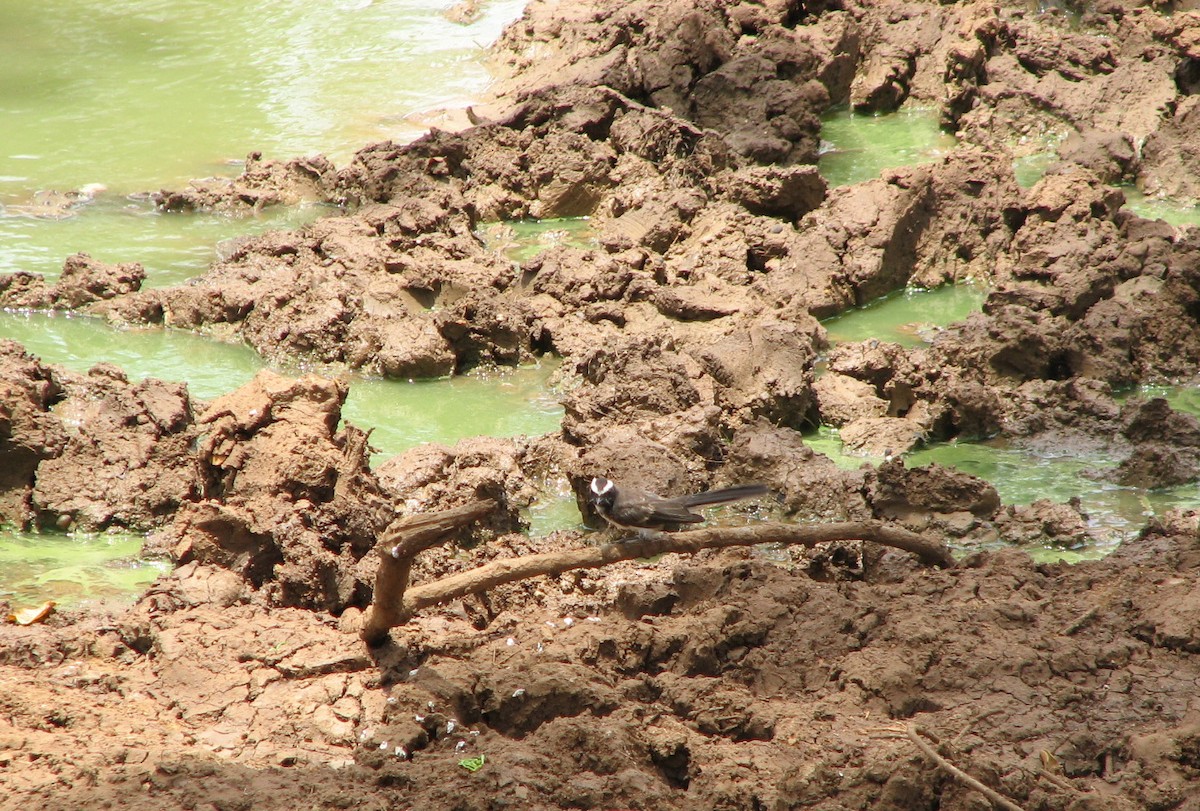 White-browed Fantail - ML36270501