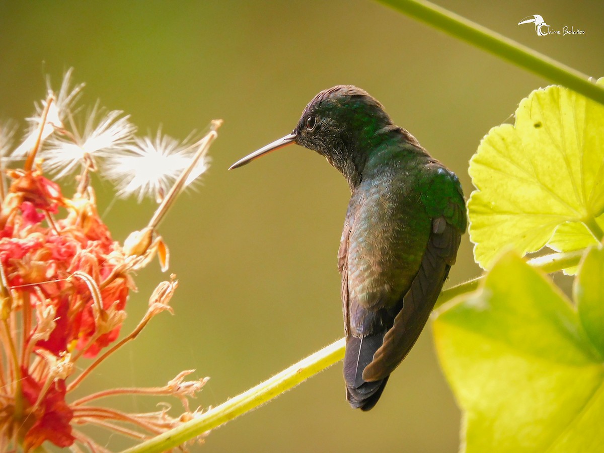 Indigo-capped Hummingbird - ML362705121