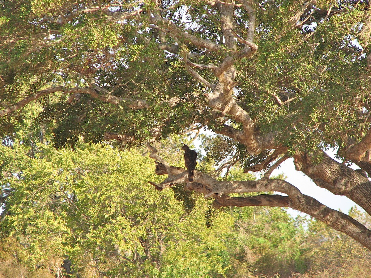 Changeable Hawk-Eagle (Crested) - ML36270521