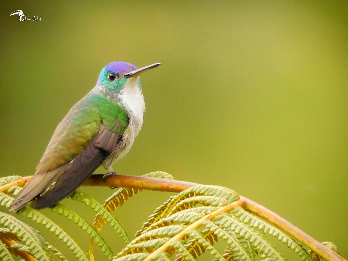 kolibřík andský - ML362705231