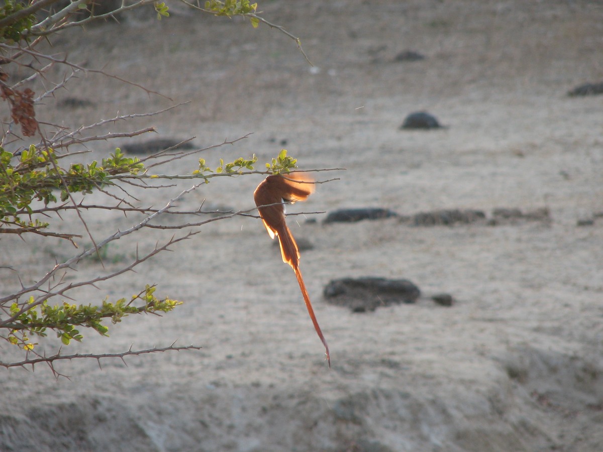 Indian Paradise-Flycatcher - ML36270591