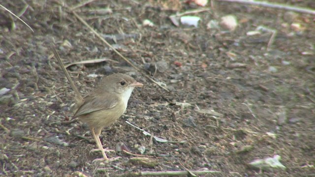 Red-backed Fairywren - ML362706411