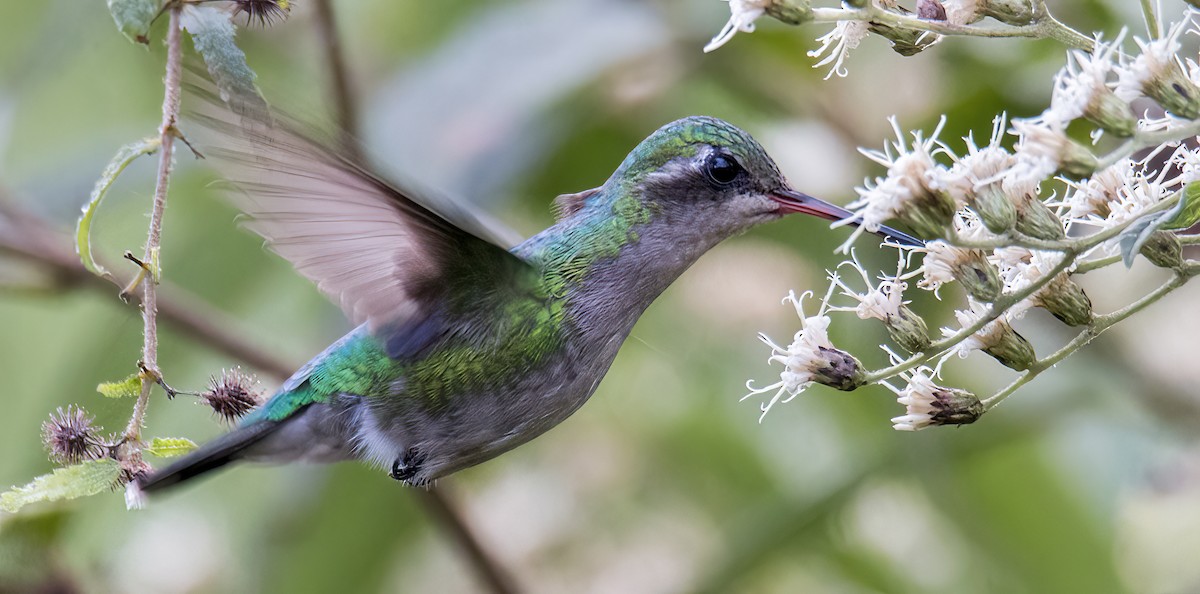 Glittering-bellied Emerald - Scott Young