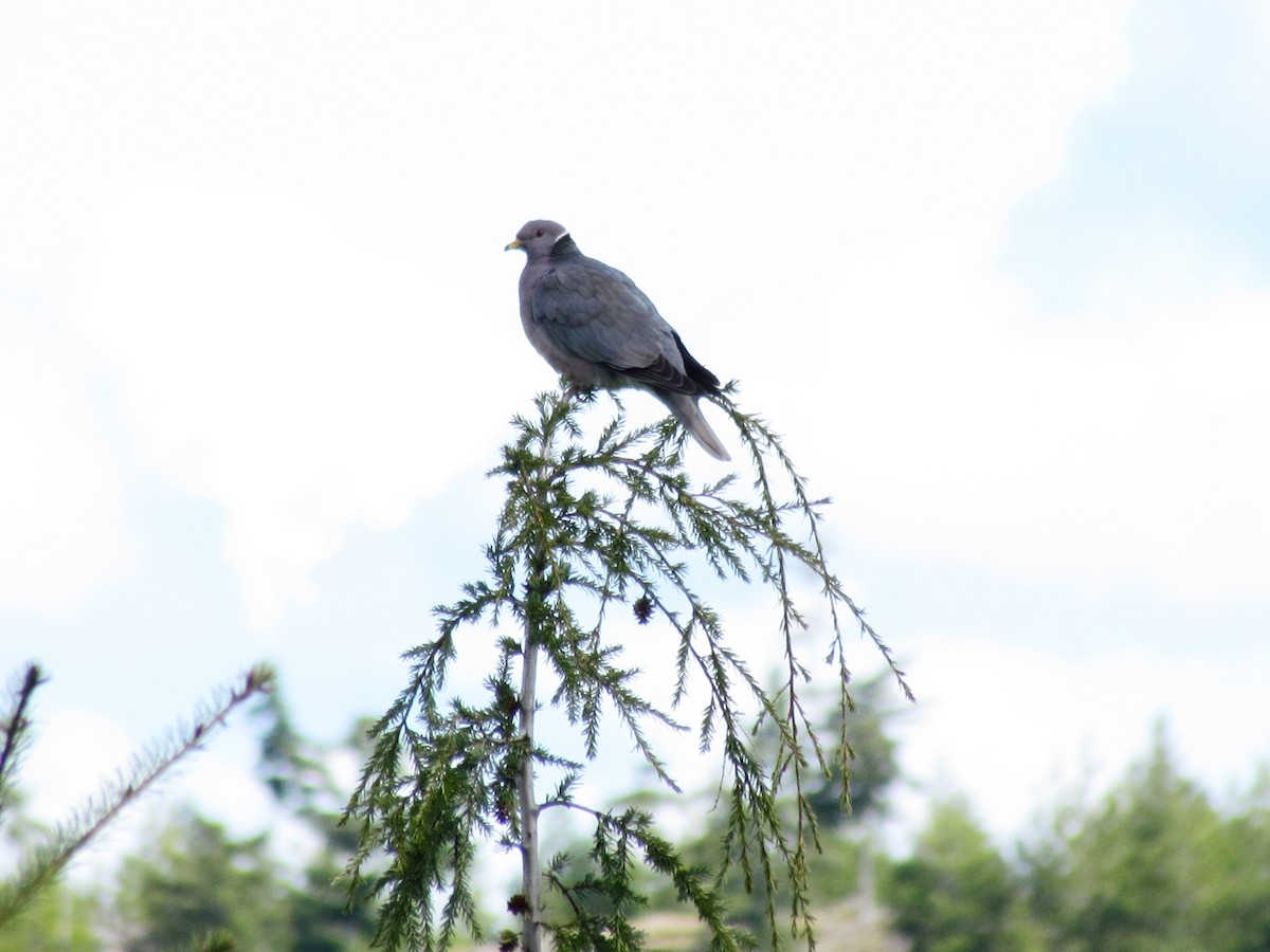 Band-tailed Pigeon - ML362707201