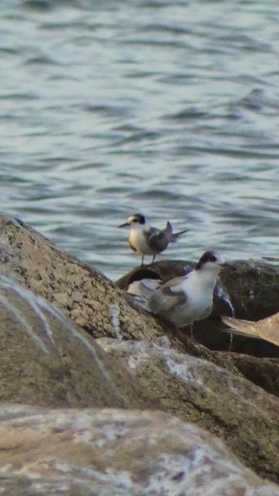 Black Tern - ML362708911