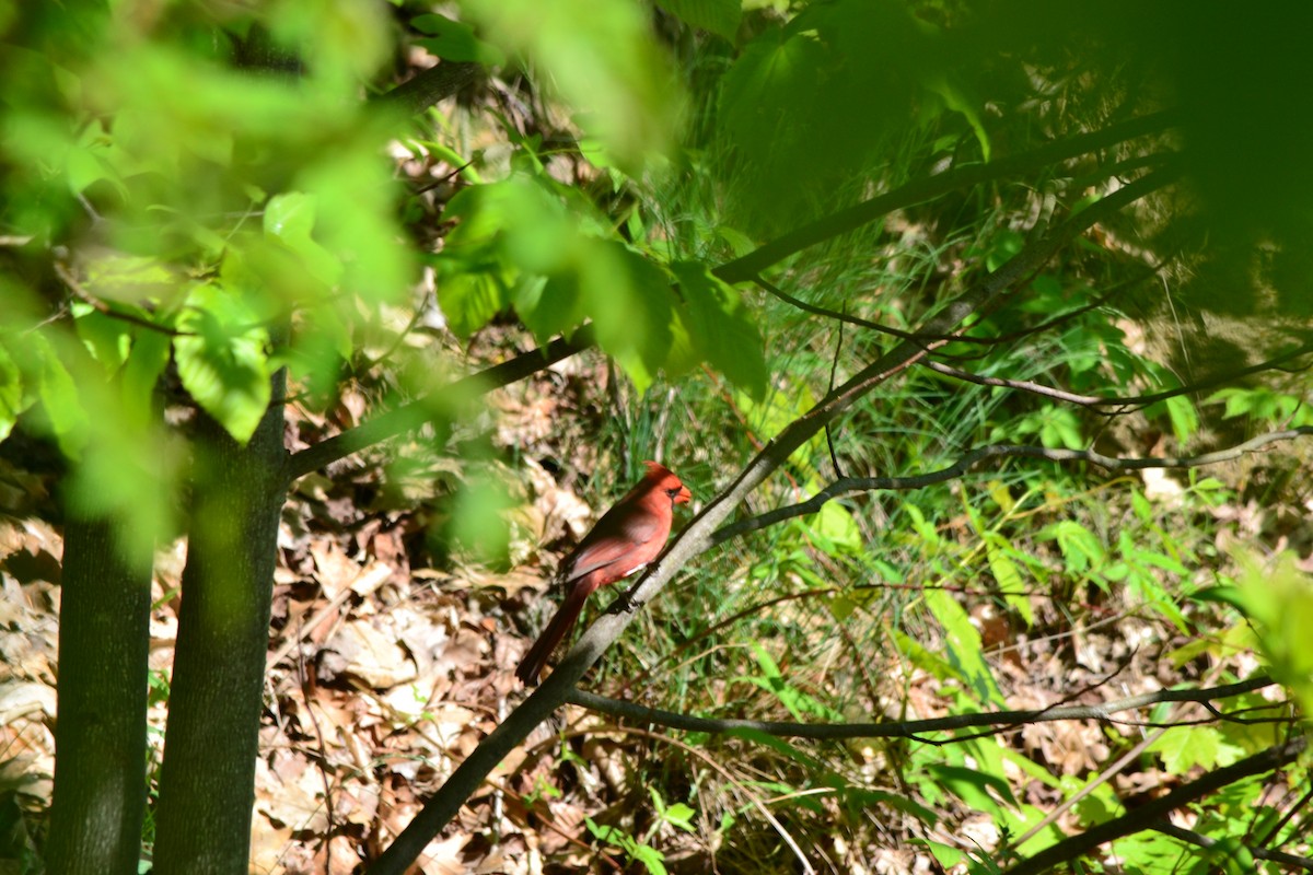 Cardinal rouge - ML362710621