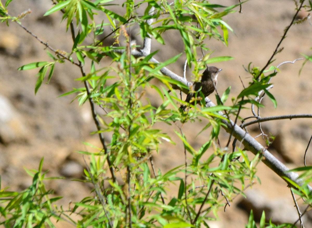 Bank Swallow - ML362710731